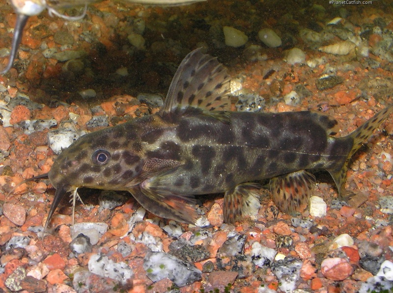 Synodontis waterloti