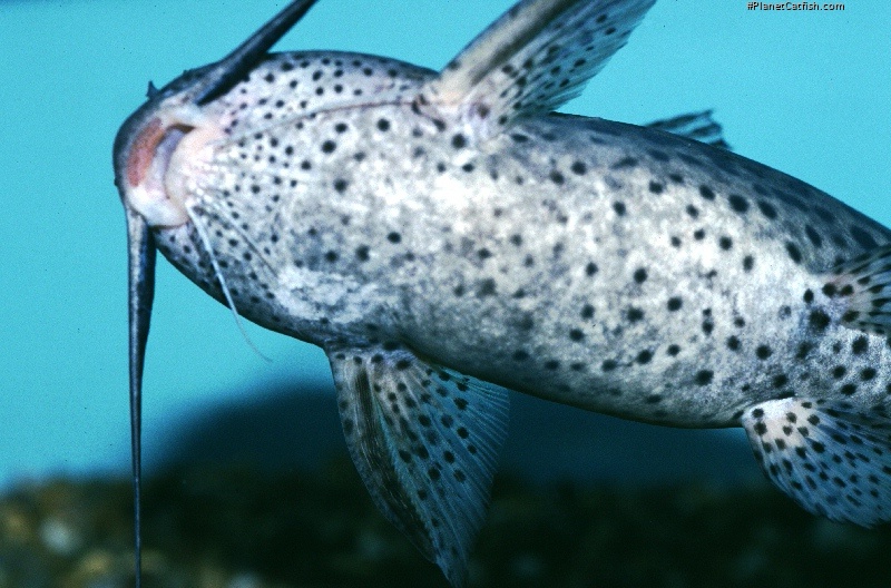 Synodontis waterloti