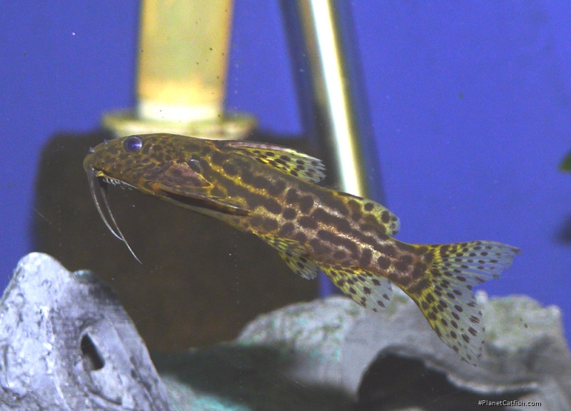 Synodontis waterloti