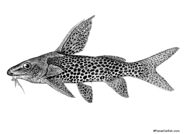 Synodontis woosnami