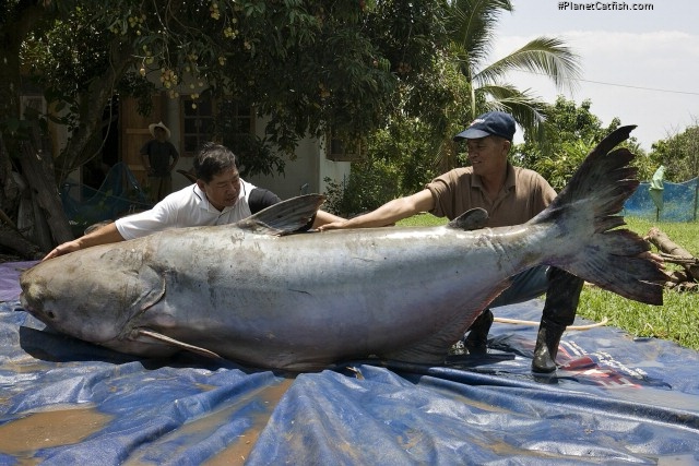 Pangasianodon gigas