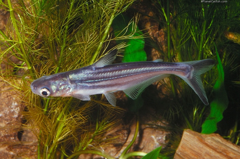 Pangasianodon hypophthalmus