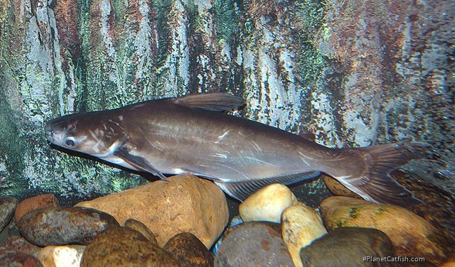 Pangasianodon hypophthalmus