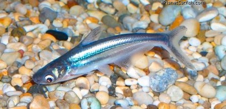 Pangasianodon hypophthalmus