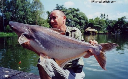 Pangasianodon hypophthalmus