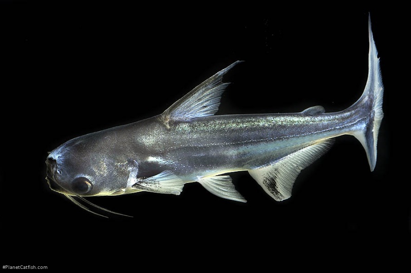 Pangasius larnaudii