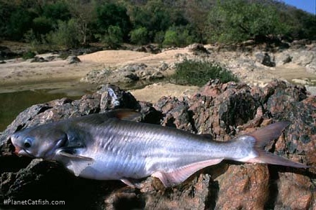 Pangasius pangasius