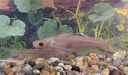 Pangasius pangasius
