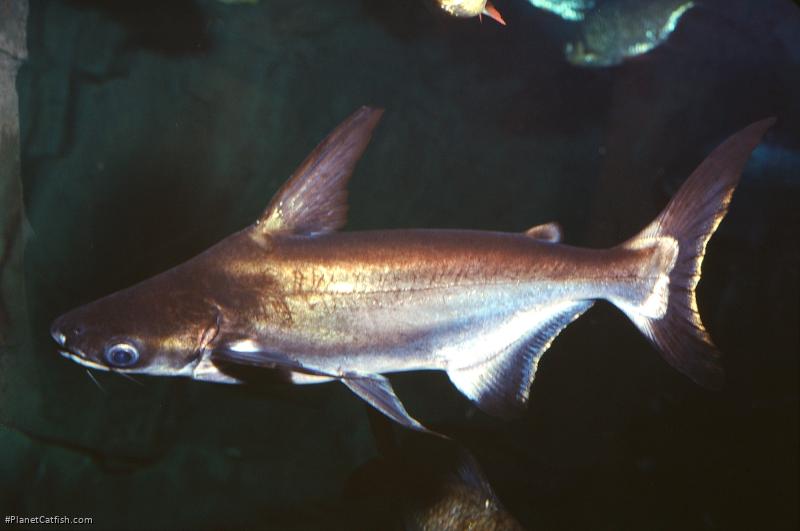 Pangasius sanitwongsei