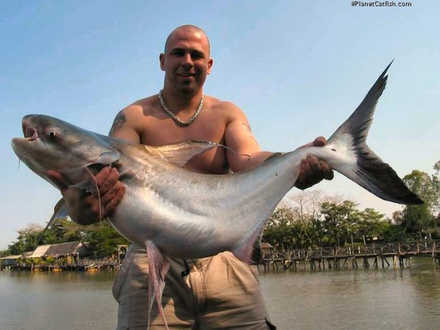 Pangasius sanitwongsei