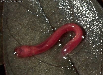 Phreatobius sp. (1)