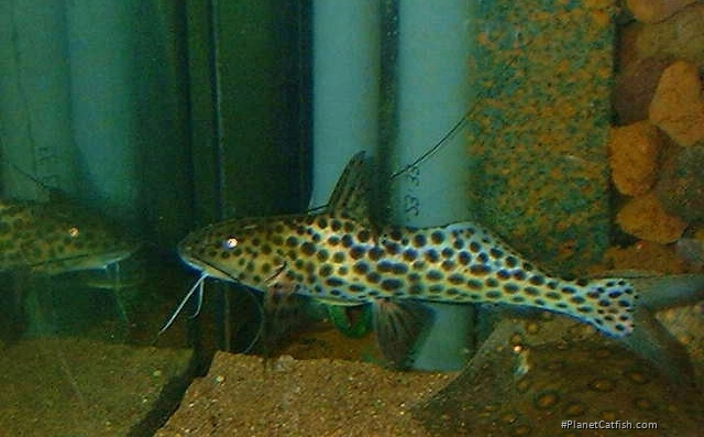 Aguarunichthys tocantinsensis