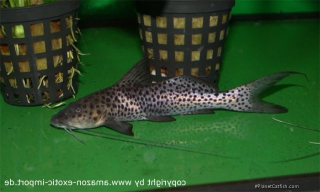 Aguarunichthys torosus