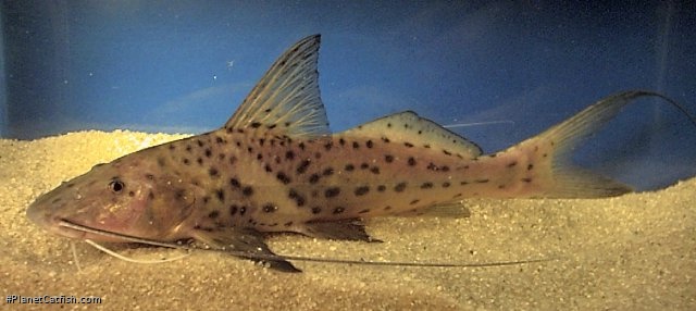 Aguarunichthys torosus