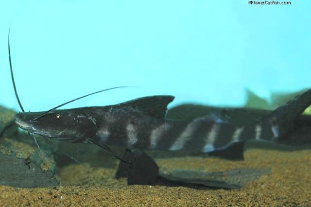 Brachyplatystoma juruense