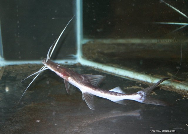 Brachyplatystoma platynema