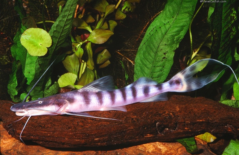 Brachyplatystoma tigrinum