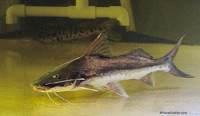 Brachyplatystoma vaillantii