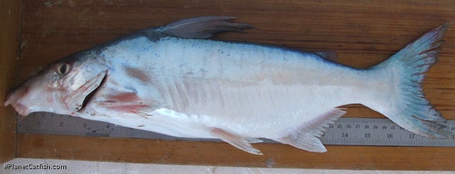 Conorhynchos conirostris