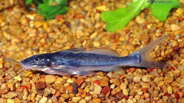 Exallodontus aguanai