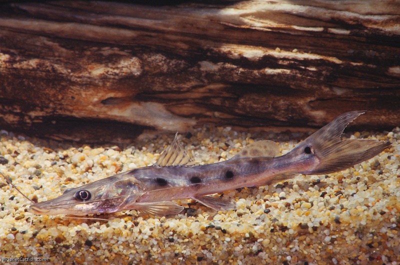 Hemisorubim platyrhynchos