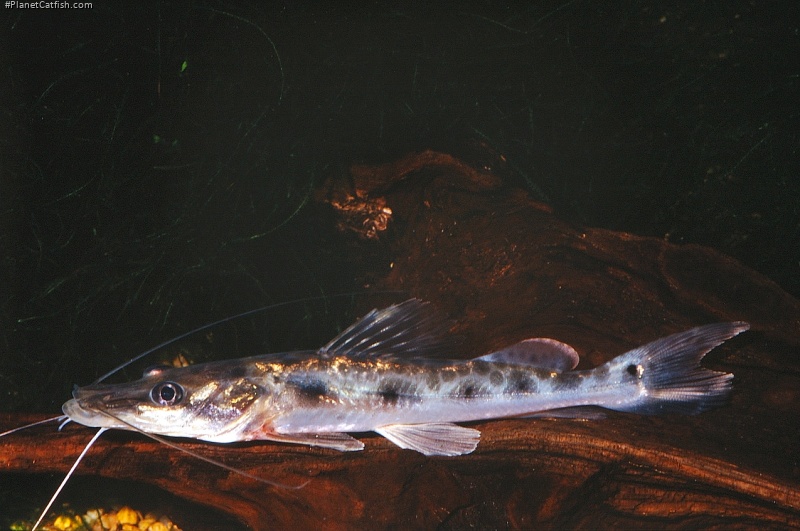 Hemisorubim platyrhynchos