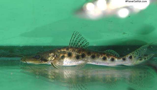 Hemisorubim platyrhynchos