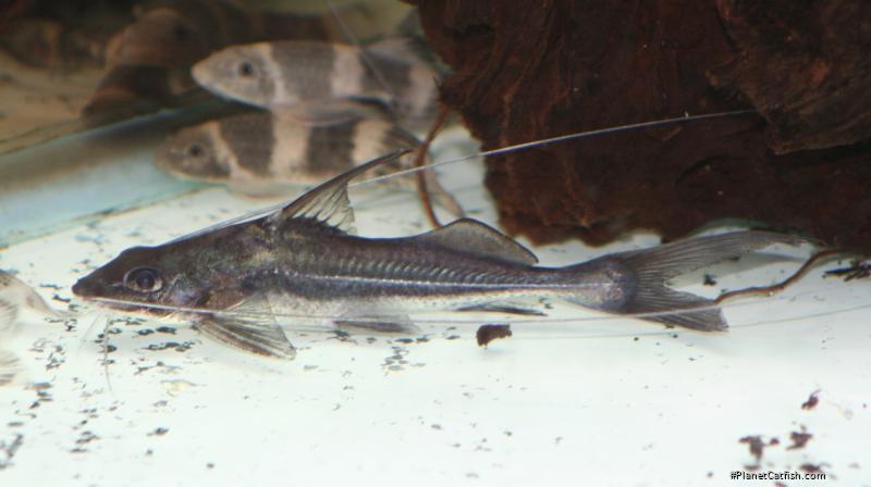 Iheringichthys megalops