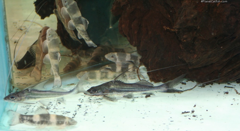 Iheringichthys megalops