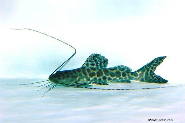 Leiarius marmoratus