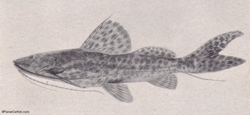 Leiarius perruno
