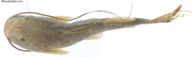 Leiarius perruno