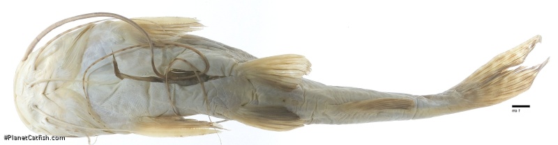 Leiarius perruno