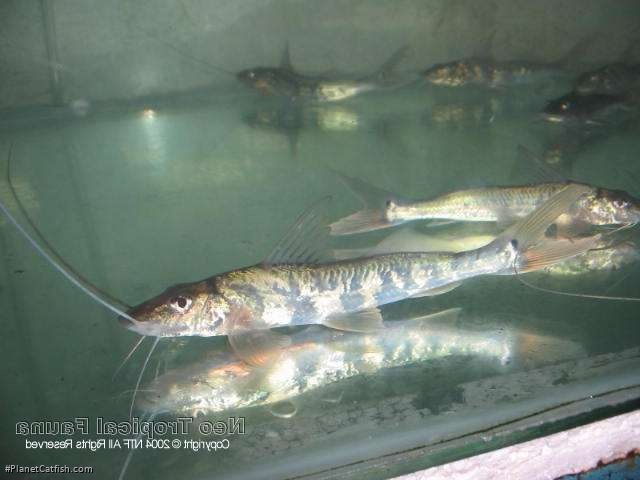 Megalonema platycephalum