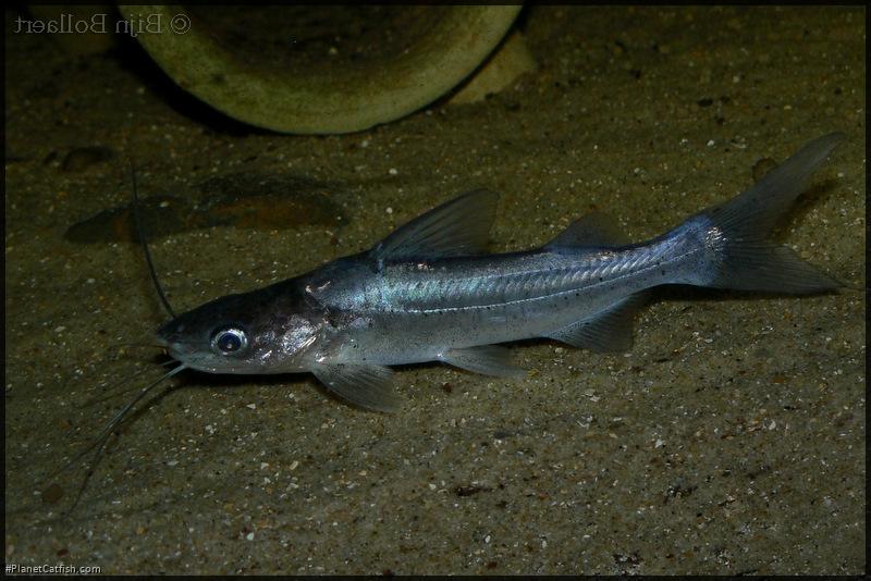 Parapimelodus valenciennis