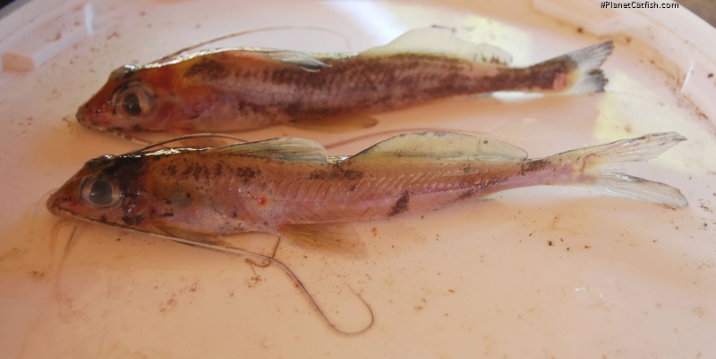 Pimelabditus moli