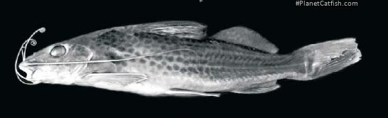 Pimelodus absconditus