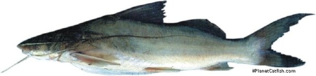 Pimelodus albicans