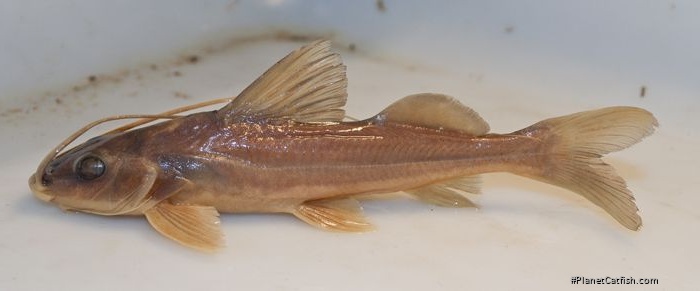 Pimelodus atrobrunneus