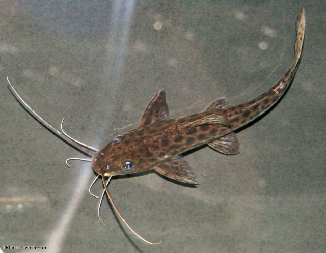 Pimelodus maculatus