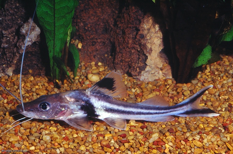 Pimelodus ornatus