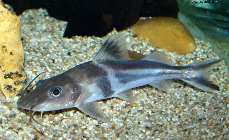 Pimelodus ornatus