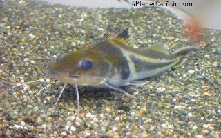 Pimelodus ornatus