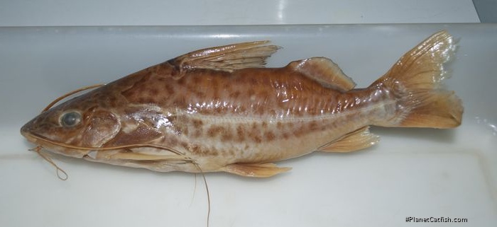 Pimelodus pantaneiro