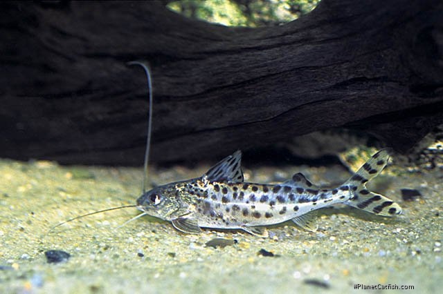 Pimelodus pictus