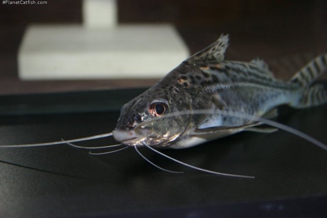 Catfish - Four Line Pictus