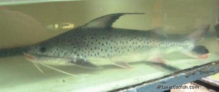 Platynematichthys notatus