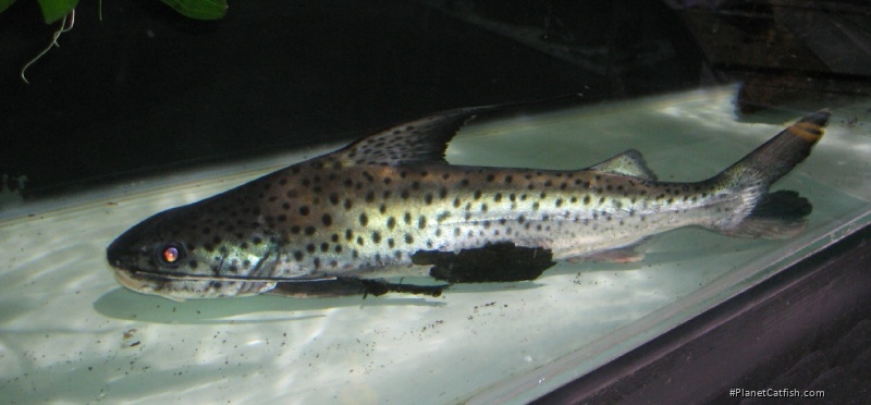 Platynematichthys notatus