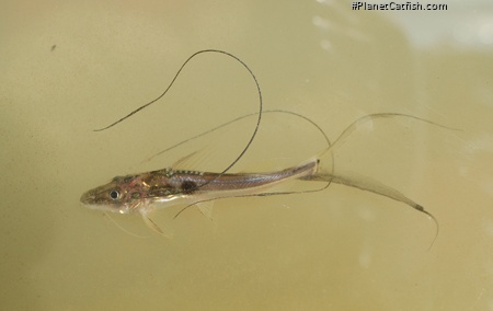 Platysilurus mucosus