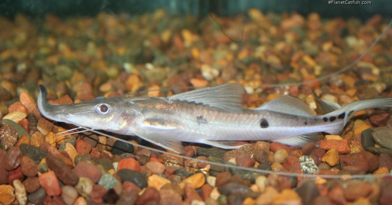 Platystomatichthys sturio